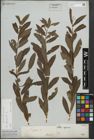 Foto von Salix purpurea L.